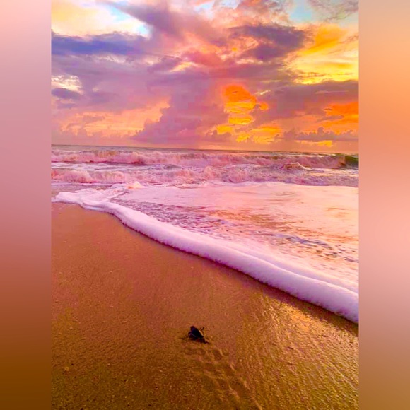 New Turtle Canvas Tote - Large - Picture 9 of 9